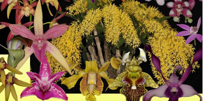 Aussie Native Orchid Show