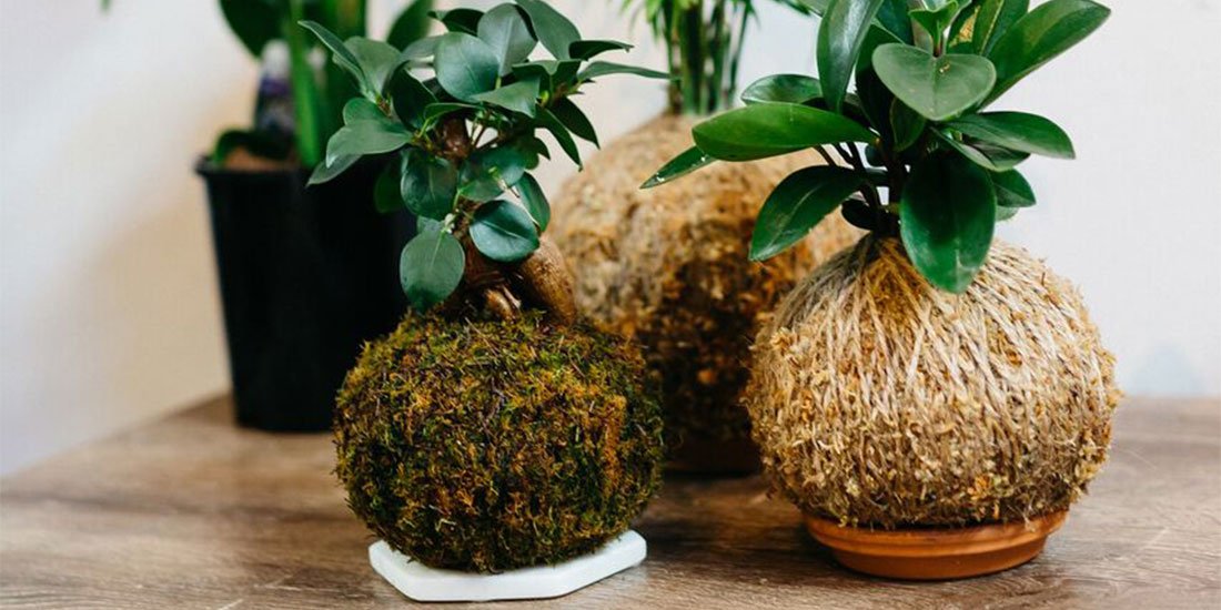 Good greens – a kokedama and indoor plant pop-up has landed in Winn Lane