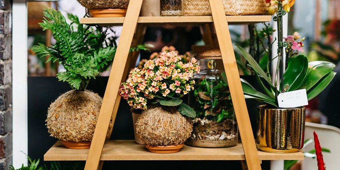 Good greens – a kokedama and indoor plant pop-up has landed in Winn Lane