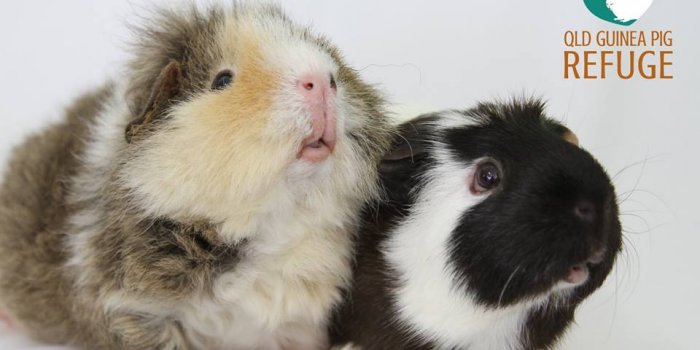 QLD Guinea Pig Refuge's 5th Birthday Celebrations