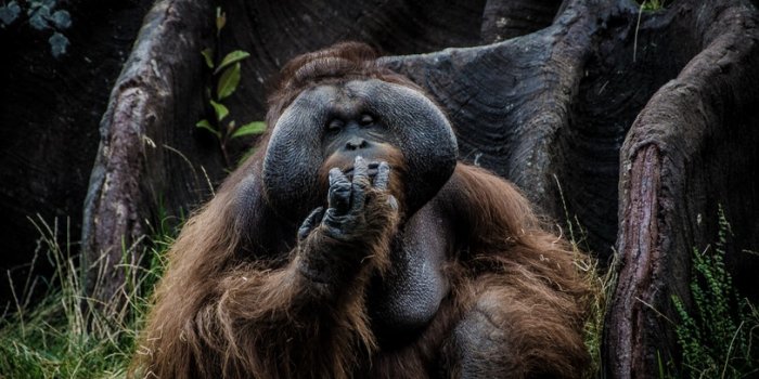 Experience Borneo with Anzac Day Presented By National Seniors Travel