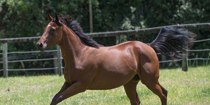 Meet a thoroughbred racehorse at Tony Gollan's stables