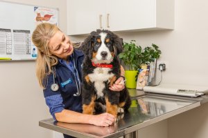 PETstock Microchip Blitz in Brisbane