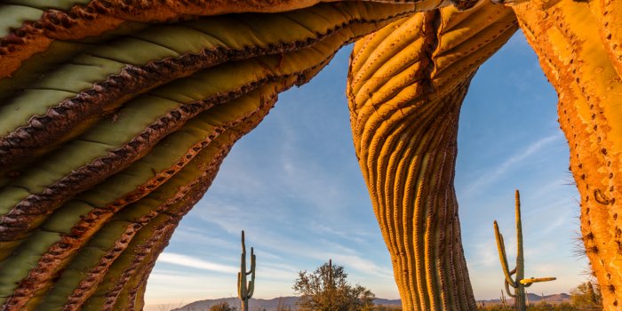 Wildlife Photographer of the Year