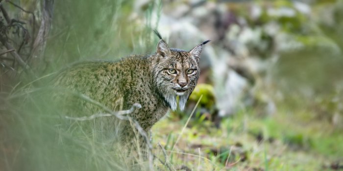 wildlife-photographer-of-the-year-the-weekend-edition-what-s-on-in