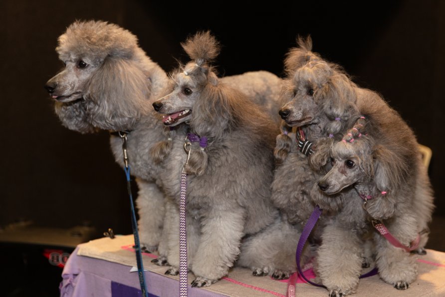 brisbane-dog-lovers-show-the-weekend-edition-what-s-on-in-brisbane