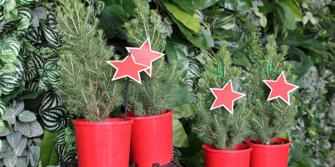 Pick up perfect blooms and make your own Christmas centrepiece at this festive pop-up