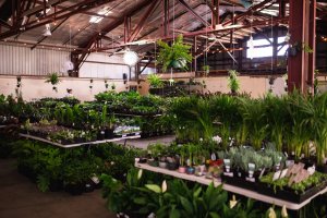 Huge Indoor Plant Warehouse Sale – Jungle Plant Party