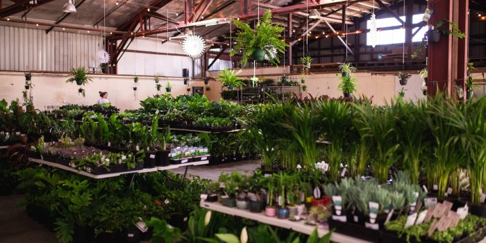 Huge Indoor Plant Warehouse Sale – Jungle Plant Party