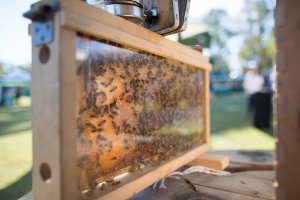 Be Bee friendly-beekeeping for kids