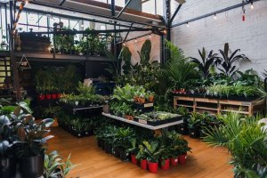 Huge Indoor Plant Warehouse Sale – Tropicana Party