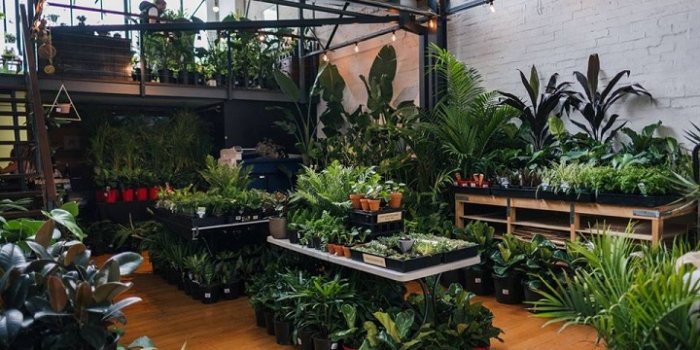 Huge Indoor Plant Warehouse Sale – Tropicana Party