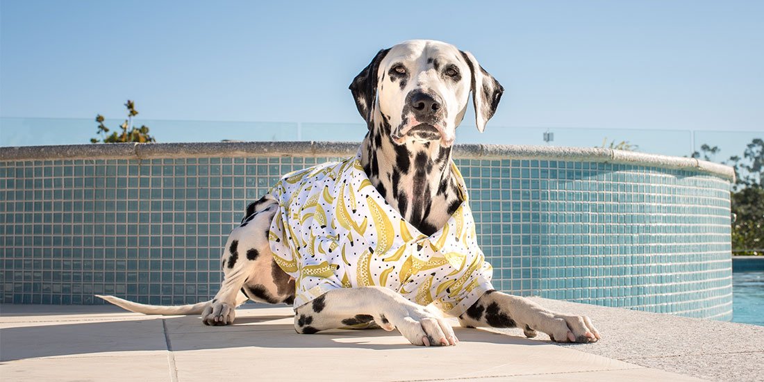 Match your best furry mate with threads and accessories from Brisbane’s own Pablo & Co.