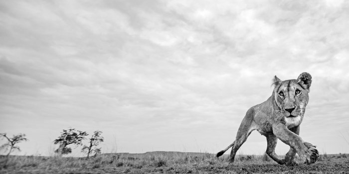 The Greatest Maasai Mara Photographer of the Year 2018 Exhibition