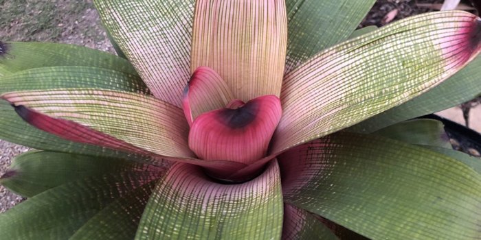 Bromeliad & Tropical Show & Sales