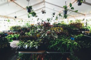 Huge Indoor Plant Warehouse Sale – Jungle Boogie