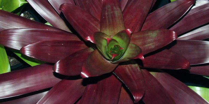 Bromeliad and Tropicals – Show and Sales