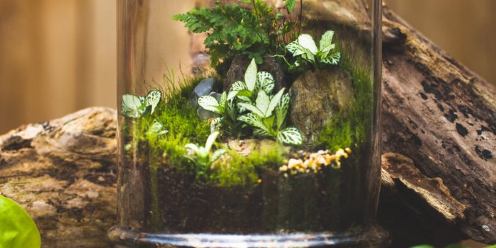 Terrarium making workshop