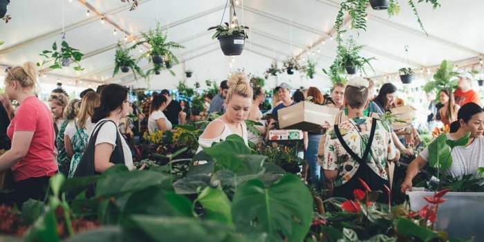 Pet-Friendly Indoor Plant Warehouse Sale