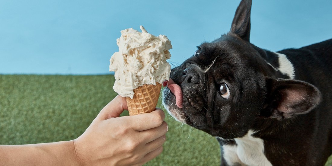 Gelatissimo scoops out limited-edition dog-friendly gelato for all the good boys