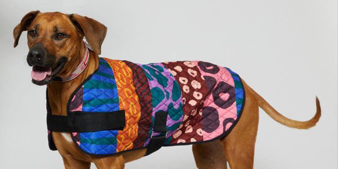 Keep Aussie pets safe with a limited-edition PetRescue x Gorman dog coat