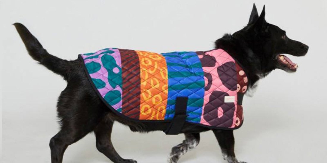 Keep Aussie pets safe with a limited-edition PetRescue x Gorman dog coat