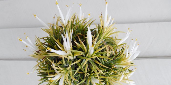 Tillandsia (Air plant) Pop-Up Sale