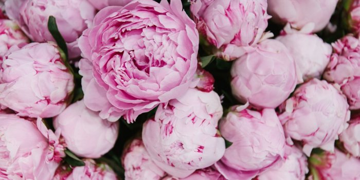 Peony Market Day!