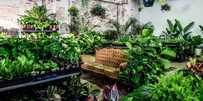 Let's Get Physical – Jungle Indoor Plant Party