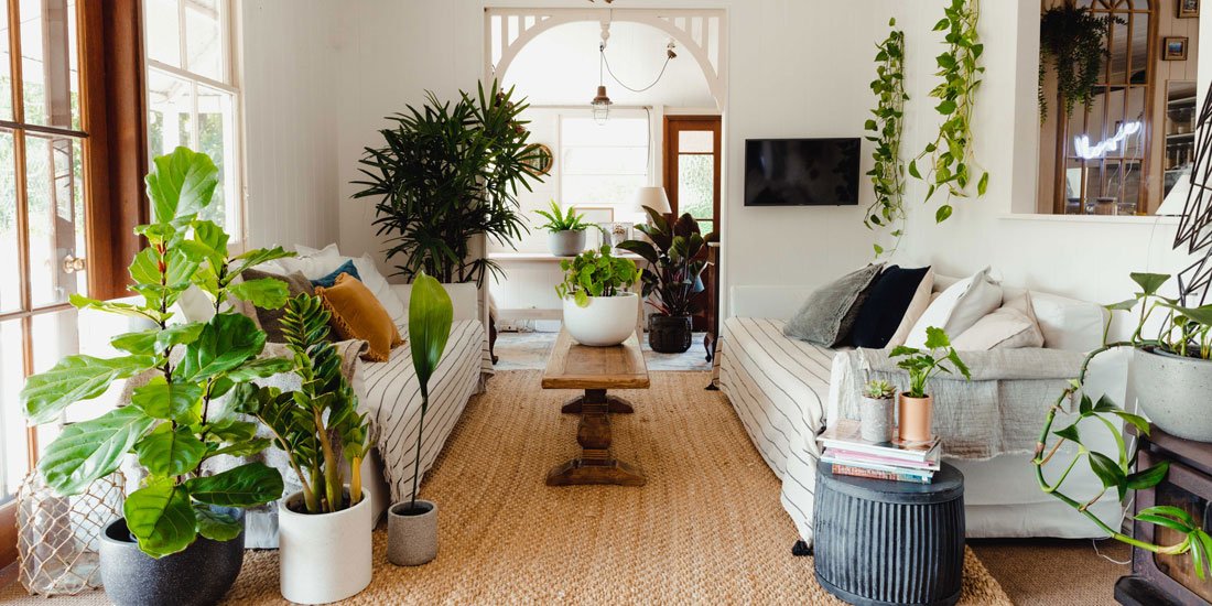 Enjoy room-ready plants straight to your door with The Plant People