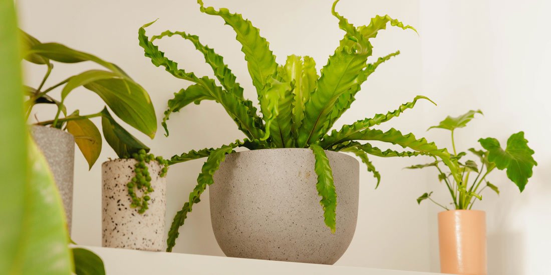 Enjoy room-ready plants straight to your door with The Plant People