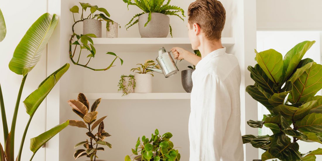 Enjoy room-ready plants straight to your door with The Plant People