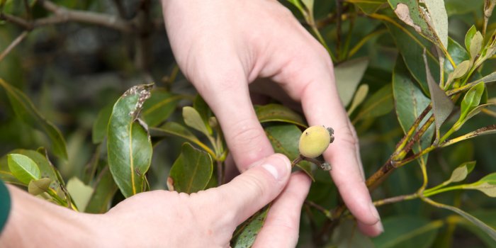 Useful Pants – Guided walk at Boondall Wetlands