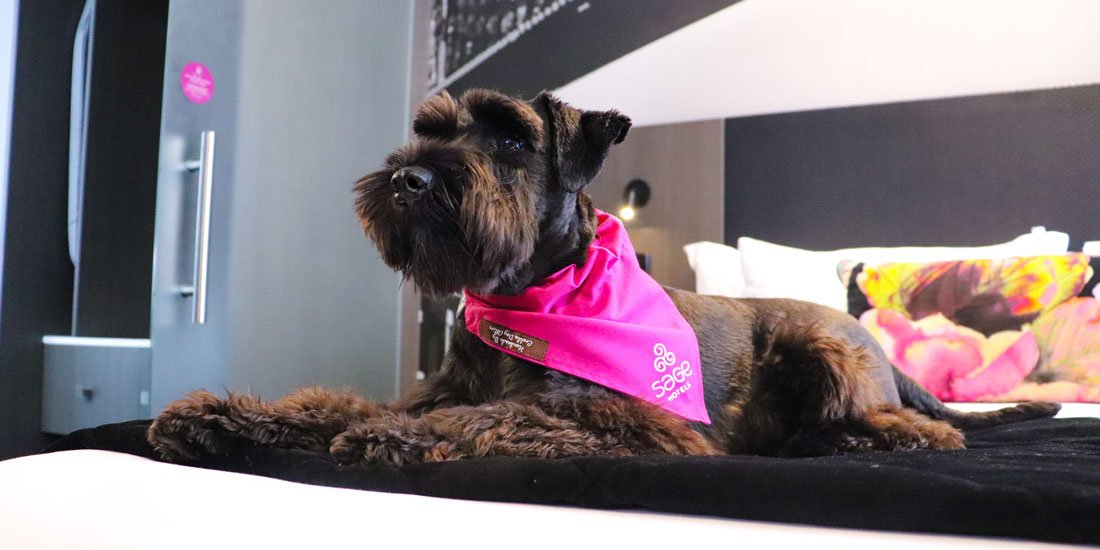 The Weekend Series: enjoy a staycay with your doggo at these pet-friendly accomodation hotspots