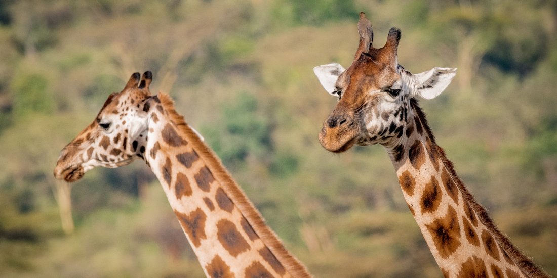 Goodbye productivity – Zoos Victoria is live-streaming animals for your viewing pleasure