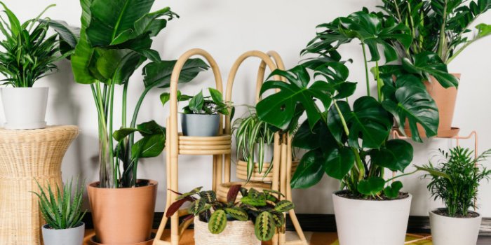 Green Republic Indoor Plant Pop-up Sale