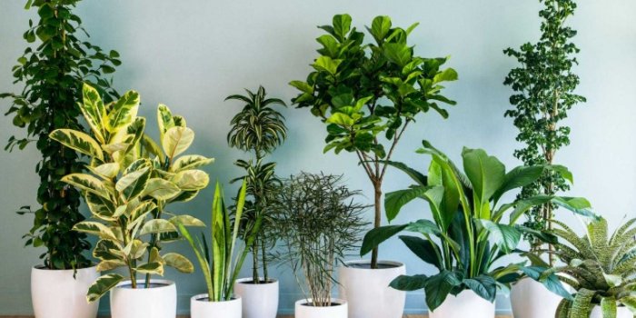 Green Republic Indoor Plant Pop-up Sale