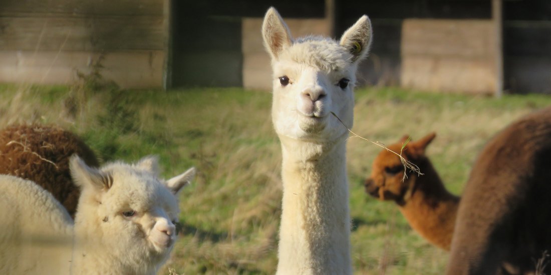 Make the most of Queensland's easing restrictions and frolic with alpacas through the vineyards