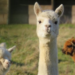 Make the most of Queensland's easing restrictions and frolic with alpacas through the vineyards