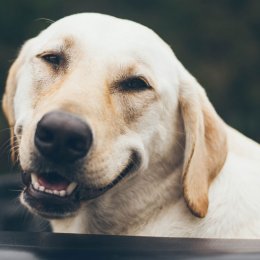 Doggos day out – fur babies are now allowed on Brisbane River ferries