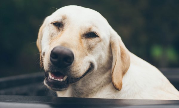 Doggos day out – fur babies are now allowed on Brisbane River ferries