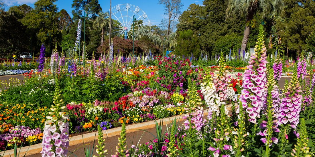 Petal power – our top five things to check out at Toowoomba Carnival of Flowers
