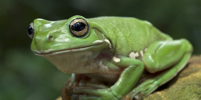 Family forest walk – National Biodiversity Month