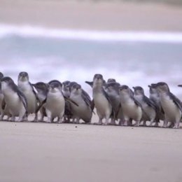 Catch all of the cuteness of Phillip Island's Penguin Parade via the park's live stream