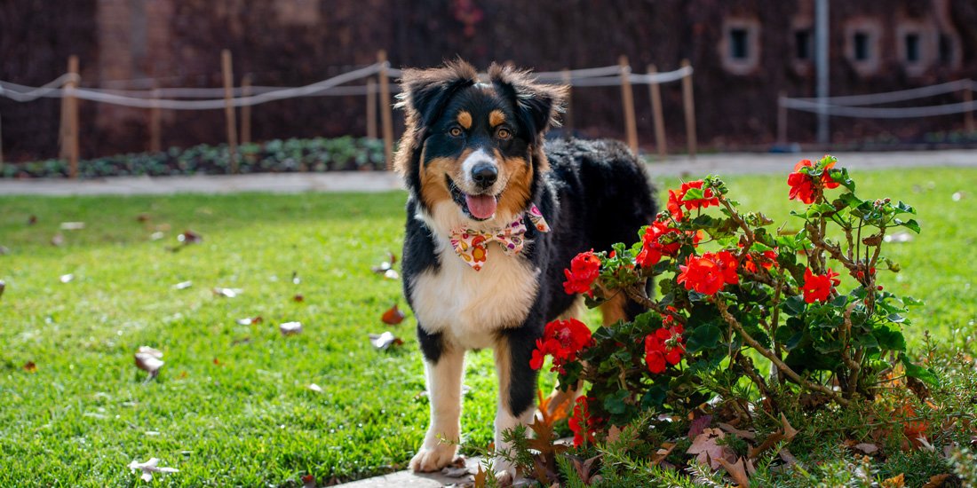 Florals, flavours and furry-friend outings – our top five things to check out at Toowoomba Carnival of Flowers