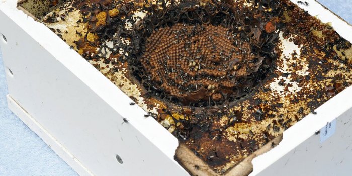 ONLINE SEMINAR: Stingless bees in the city