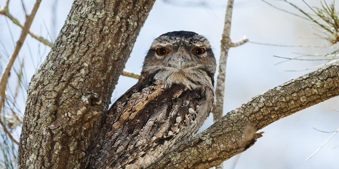 Guided walk: Birdwatching for beginners