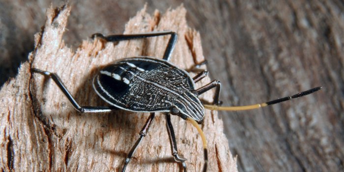 Insect discovery walk