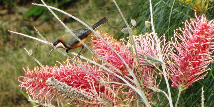 Sustainable living: Feeding native birds workshop