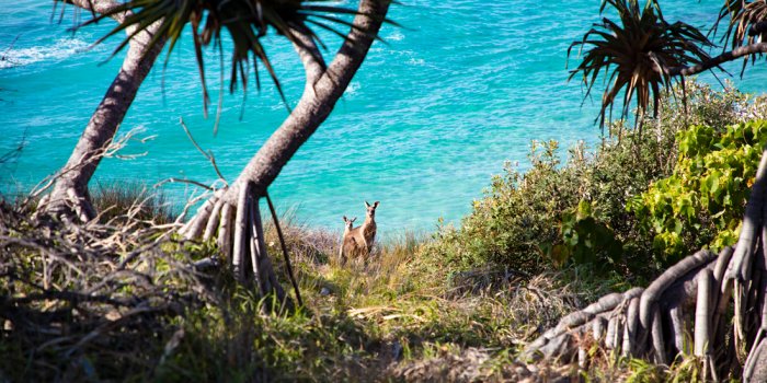 Minjerribah Arts Trail